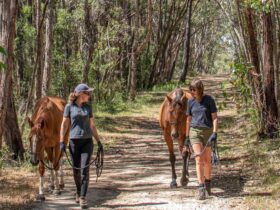 Two ladies mindfully walking with horses together in nature on a tranquil bush trail.