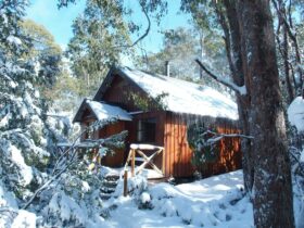 Telopea Cabin in Winter