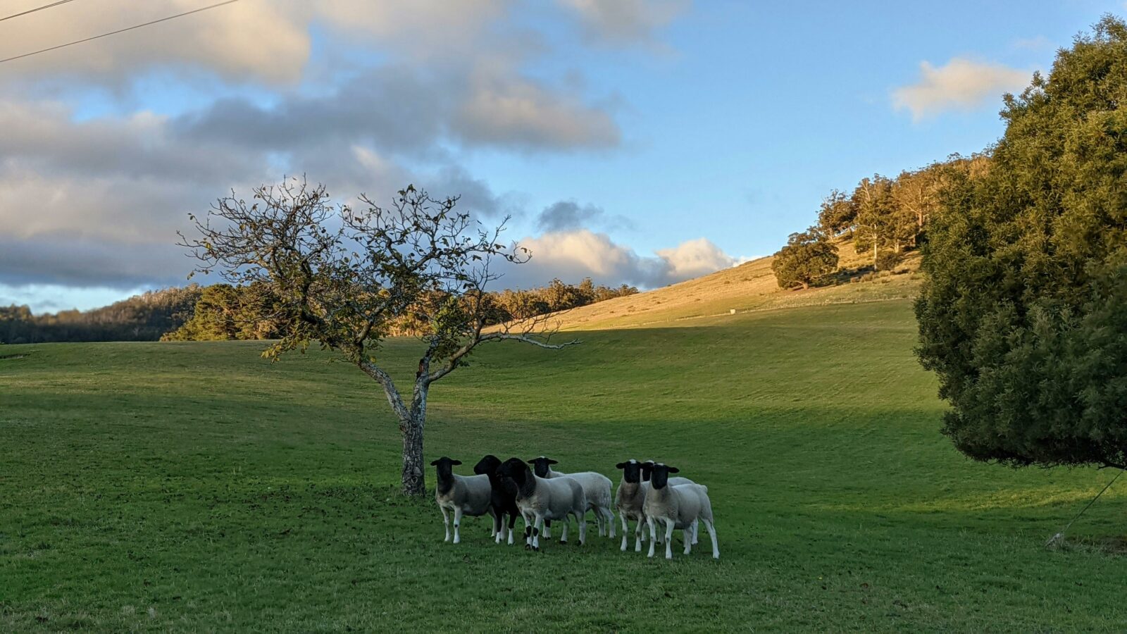 Hills and cattle at dusk