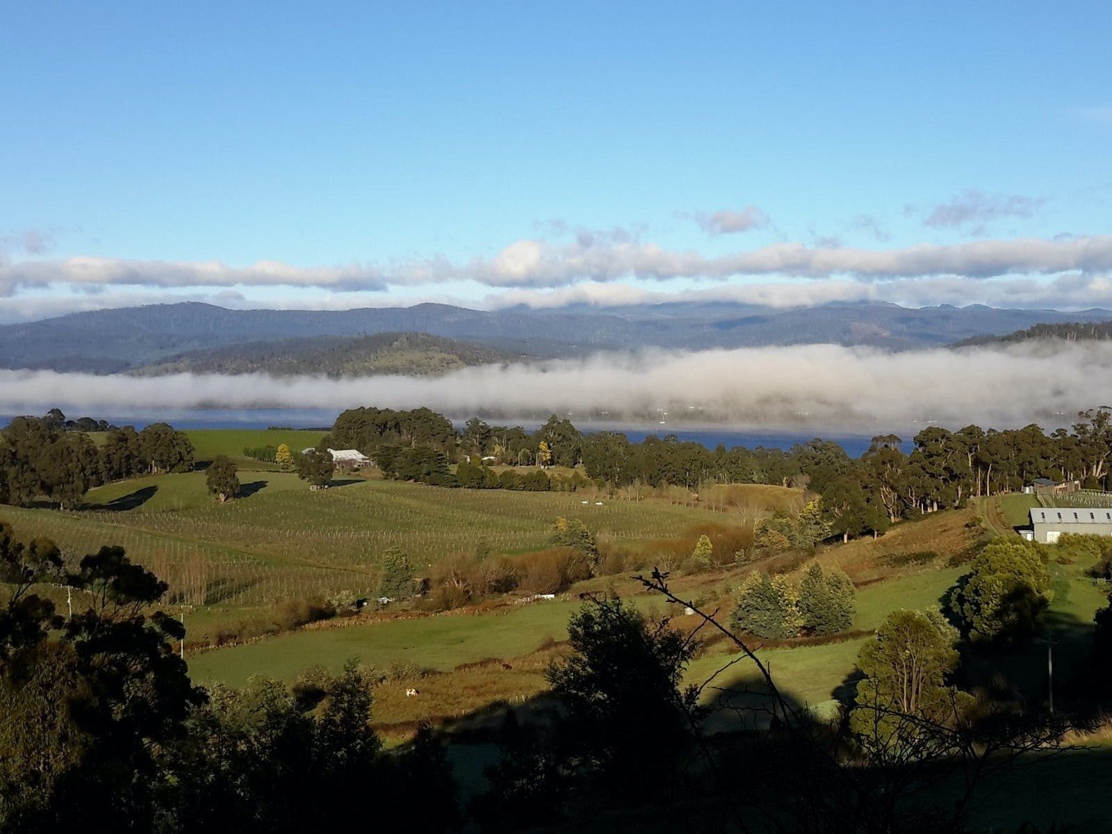 View SSW to river, Hartz mountains, vineyards, clouds laying on river, early spring morning, trees