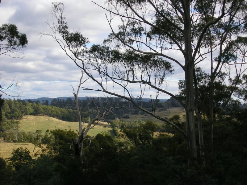 View through and over trees across a valley to rolling tree and grass covered hills.