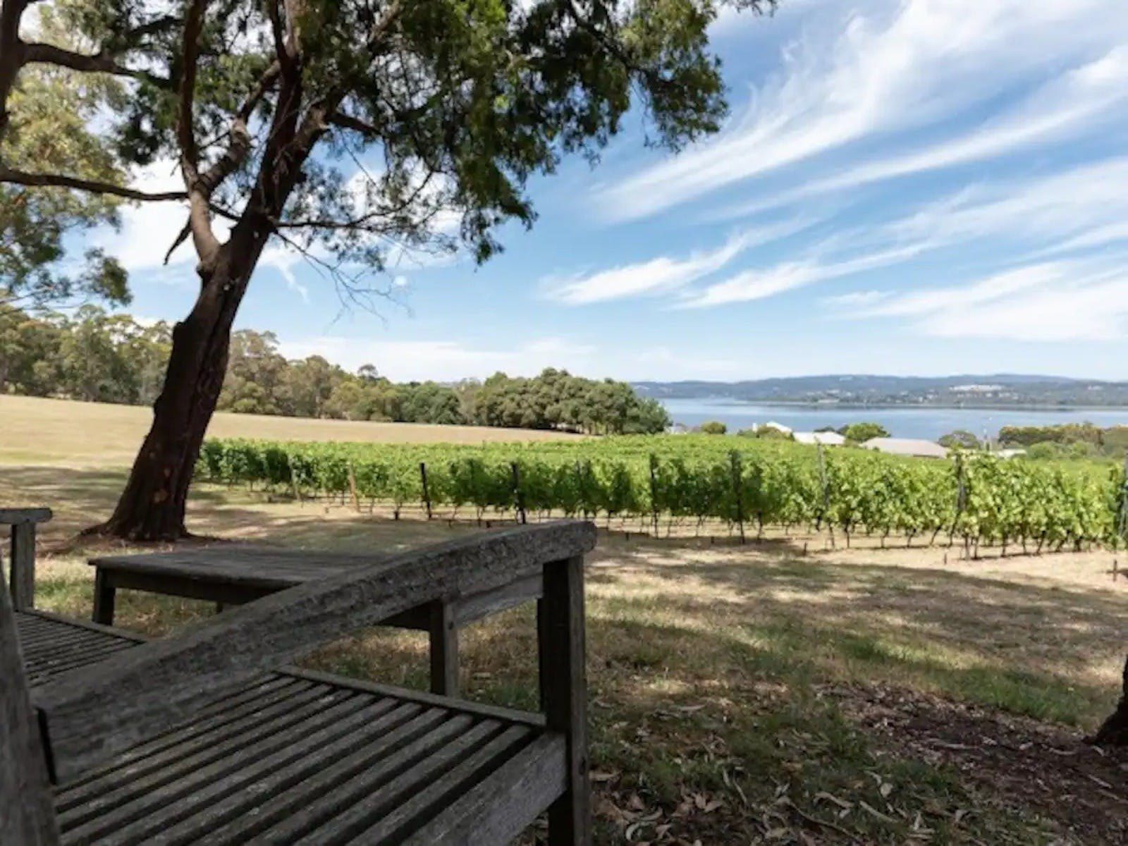 Looking at the views of the Tamar River. Vineyard in the background.