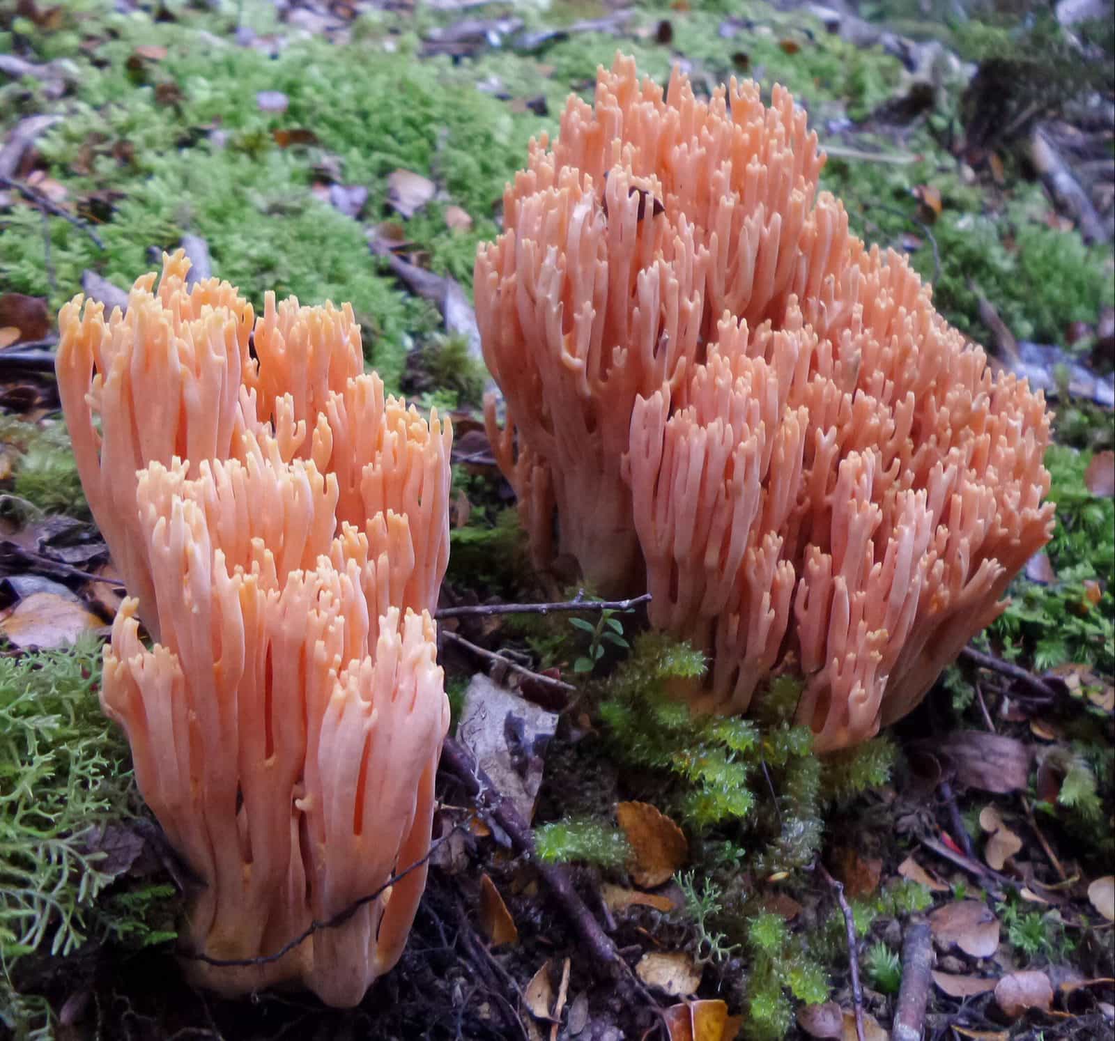 Fungi on Dooleys Hill