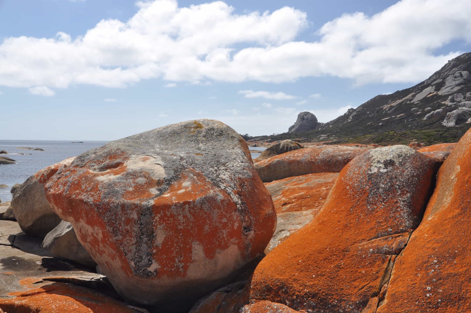 Lichen on granite rocks Flinders Island Tasmania