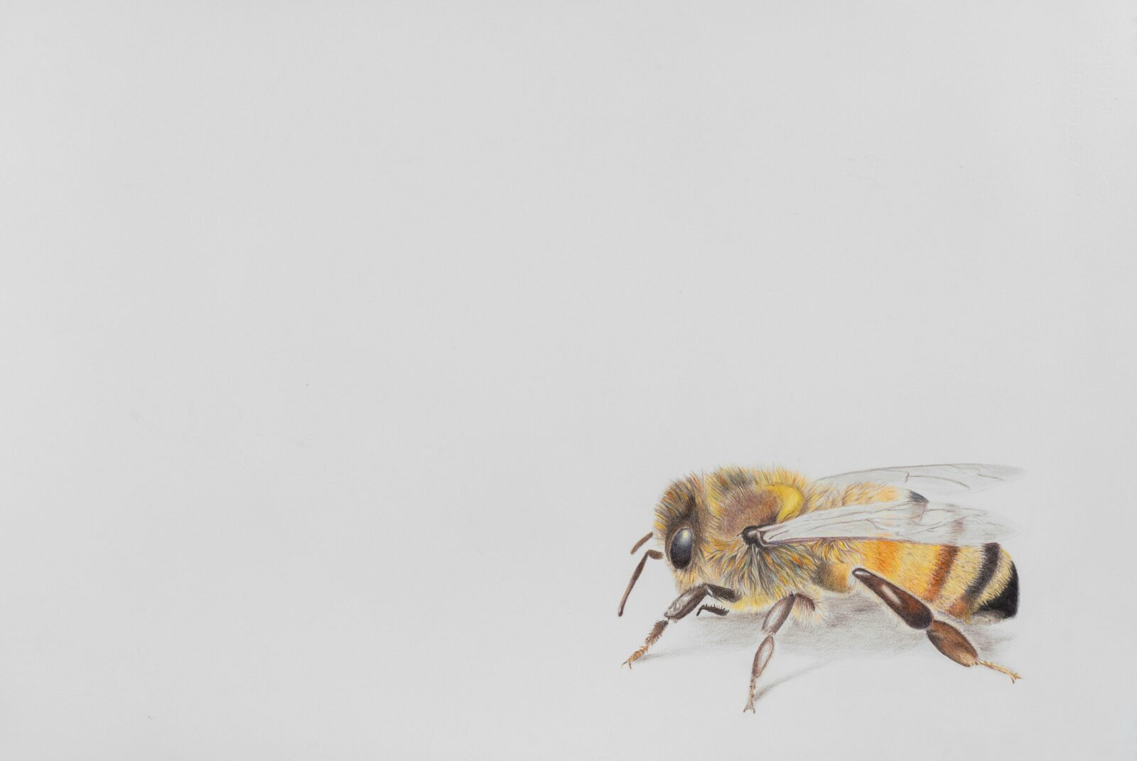 A realistic Colour Pencil drawing of a bee, sitting in the bottom right hand corner of the page.
