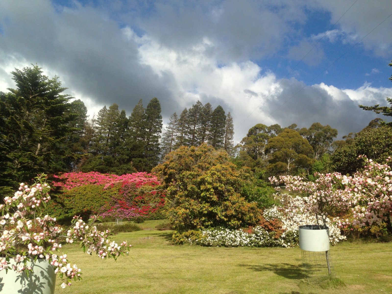 Rows of heritage rhododendrons , some 8m in height, are possibly the oldest and largest in Australia