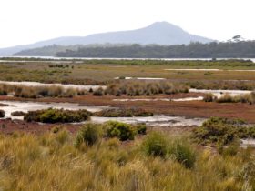 Moulting Lagoon