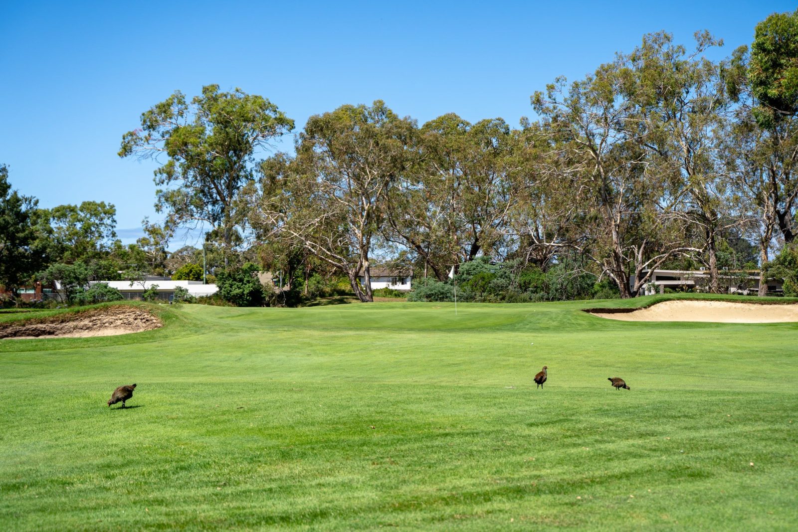Golf green, with a bunker either side, native hens in foreground
