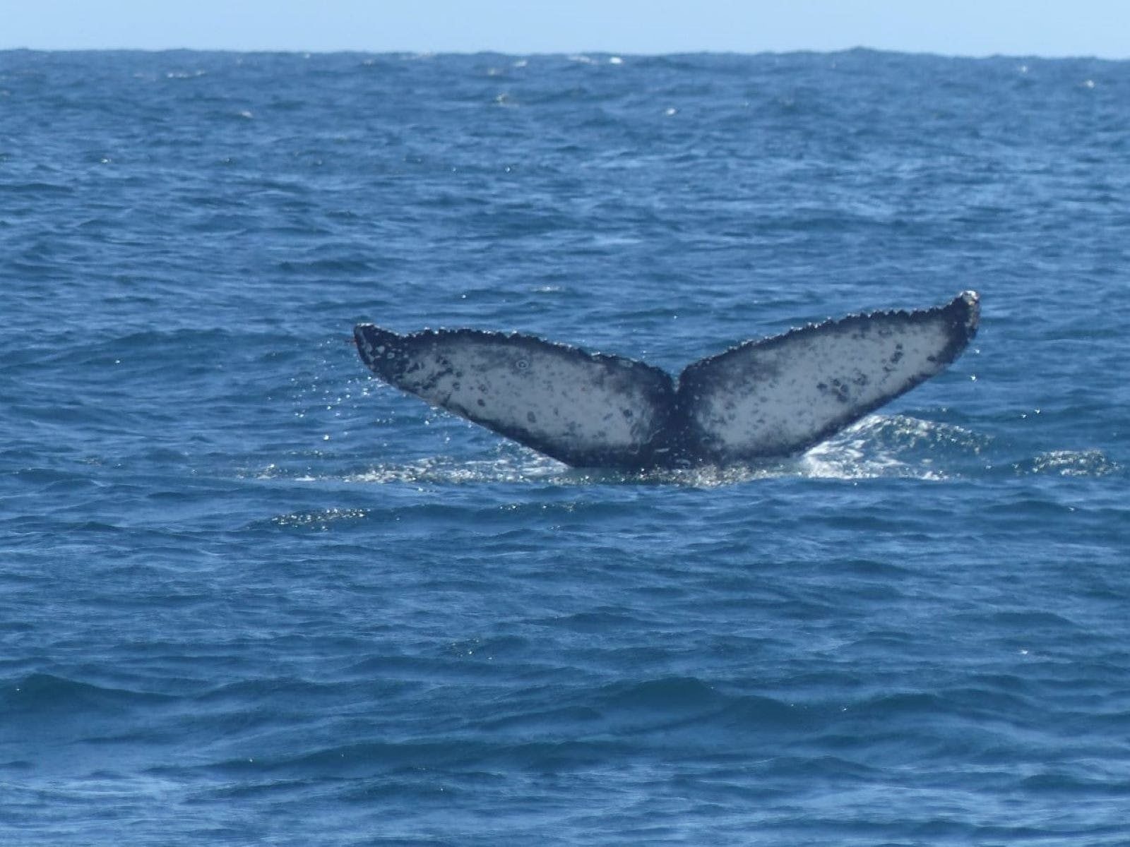 The Gardens Binalong Bay - East Coast Whale Trail