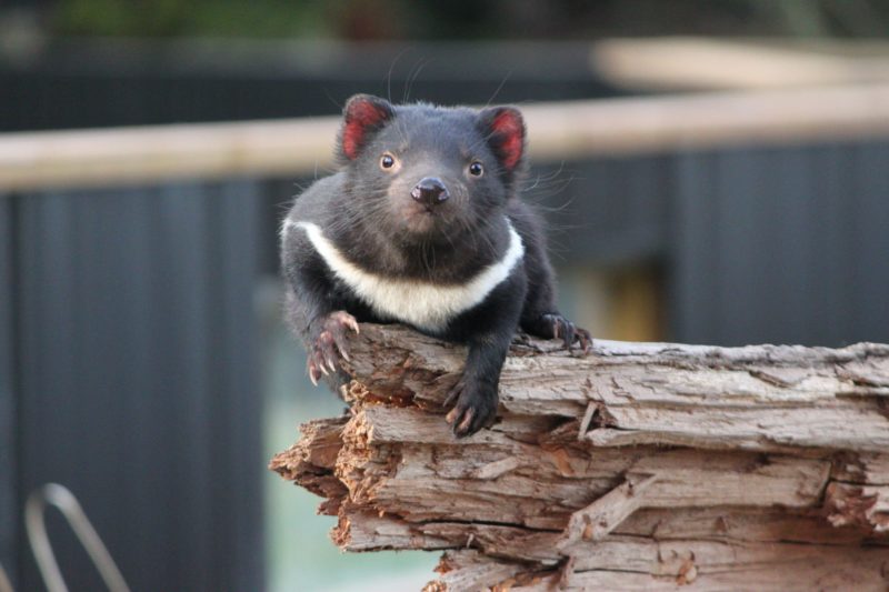 Tasmanian Devil Trowunna Wildlife Sanctuary