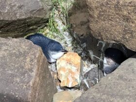 Little Penguin's in burrow
