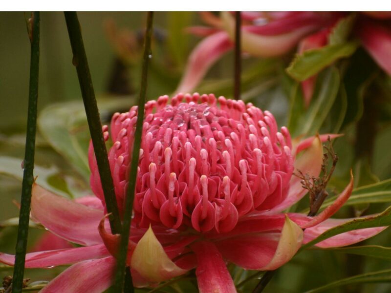 Pink Waratah Australian Healing plants