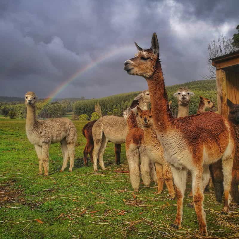 Herd of alpacas in paddock with rainbow.
