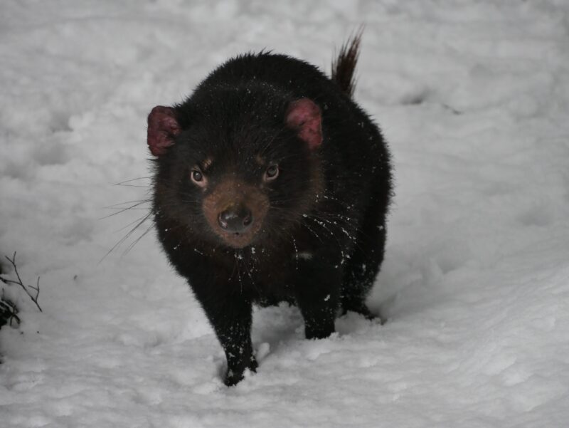 Tasmanian devil in snow at Devils@Cradle.