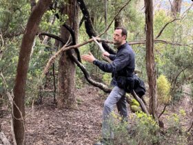 essential basic survival bushcraft course australia