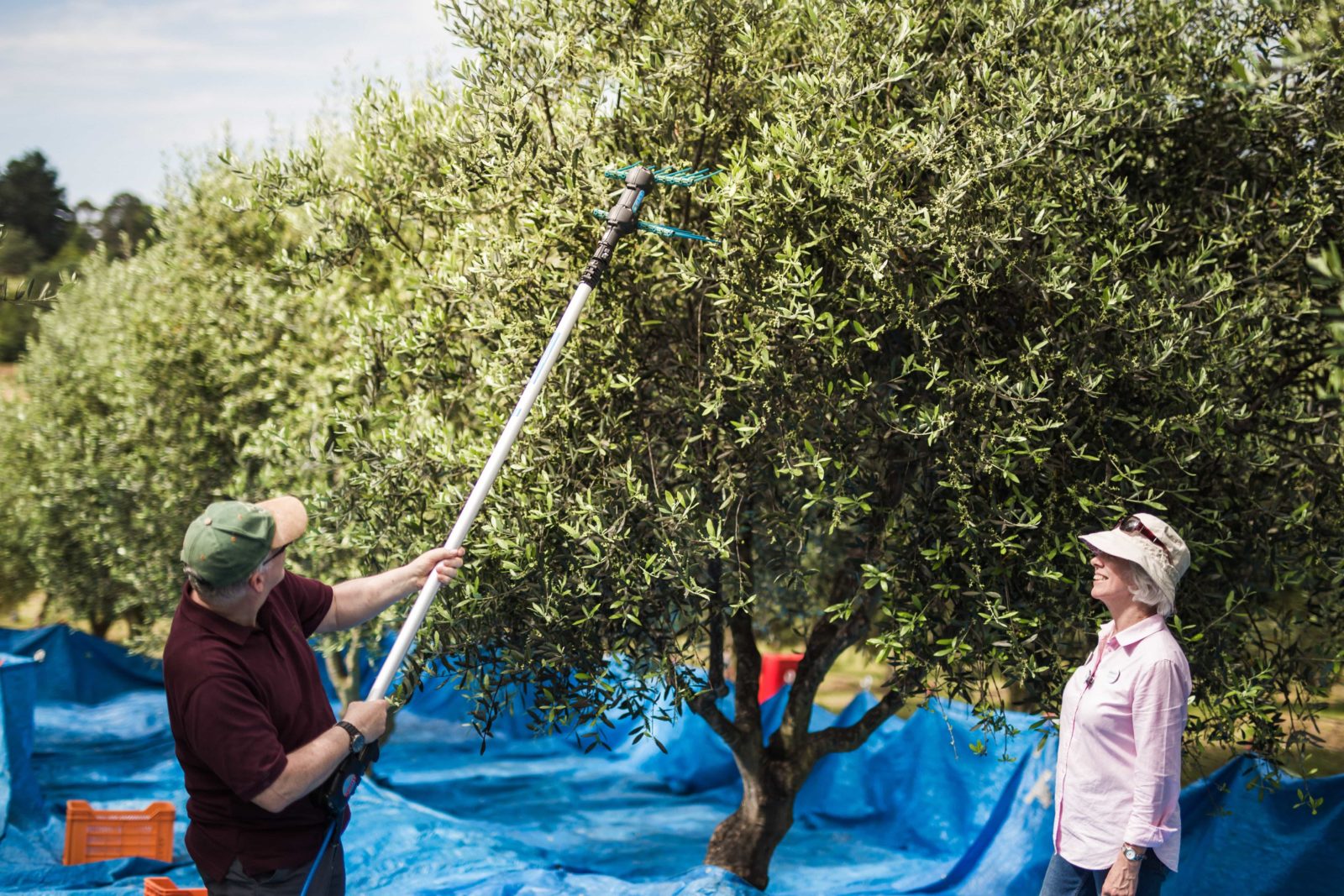 Try your hand at harvesting olives - at Village Olive Grove during Farmgate Festival