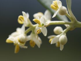 Olive tree in flower
