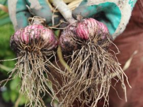 Garlic grown in Koonya by Amanda Jane Davies & Colin Langridge