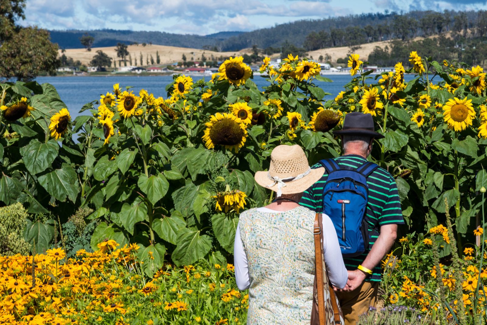 A landscape image with a man leading his partner towards a backdrop of lots of flowering sunflowers