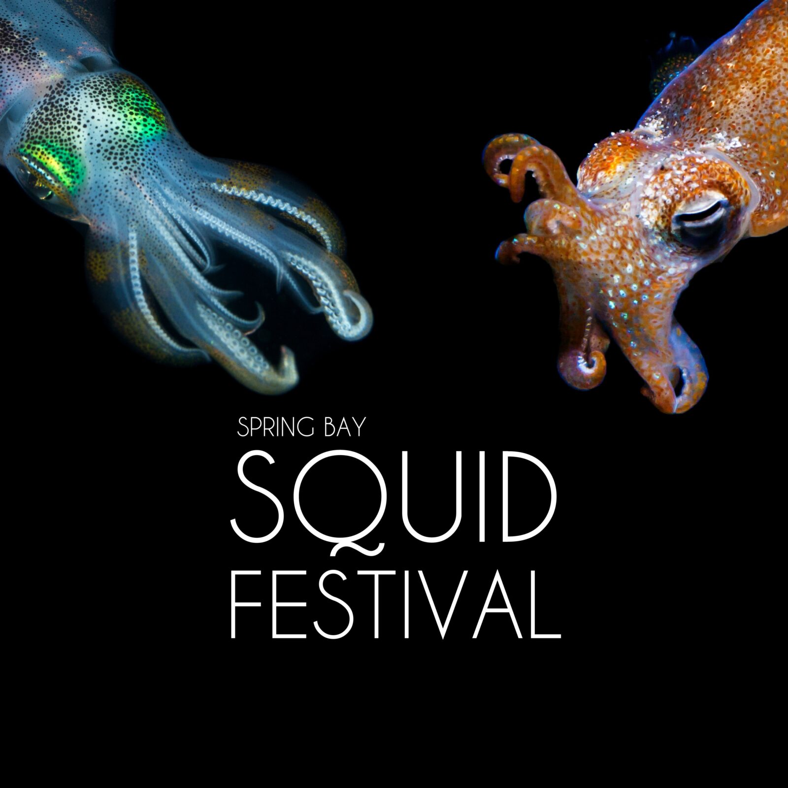 Two colourful squids on a black background loom toward a heading in white text: The Squid Festival