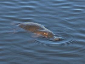 Platypus in water at Rathmore