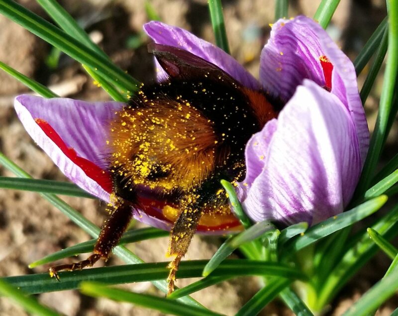 saffron bee
