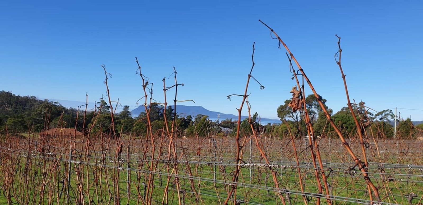 A beautiful day in the Vines