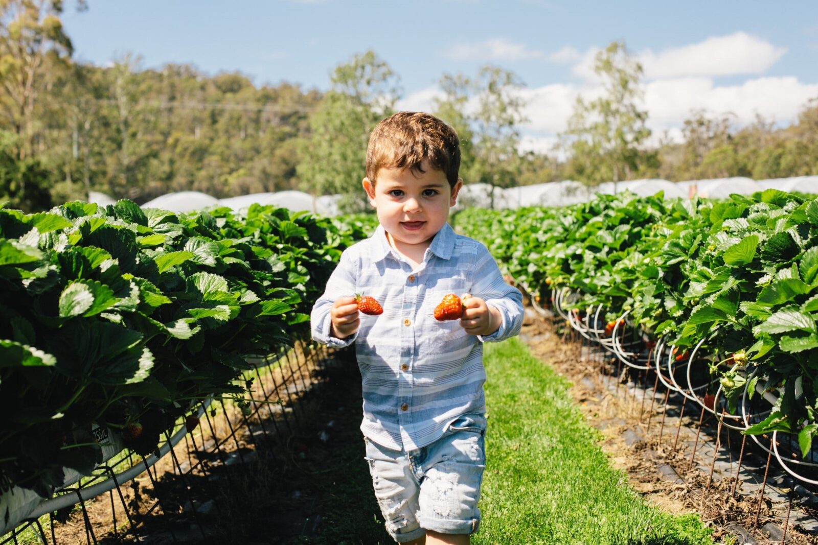Young boy in a strawberry patch