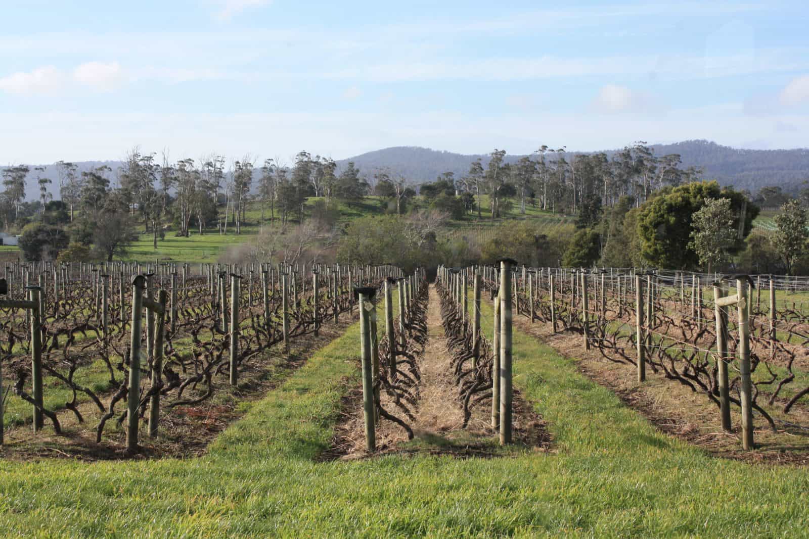 Pinot Grigio vines after pruning