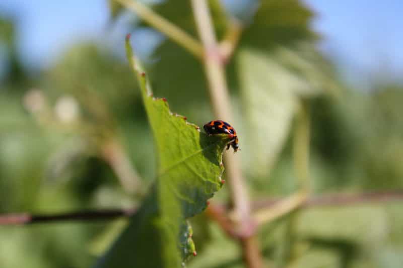 A ladybird in Vineyard 1 North