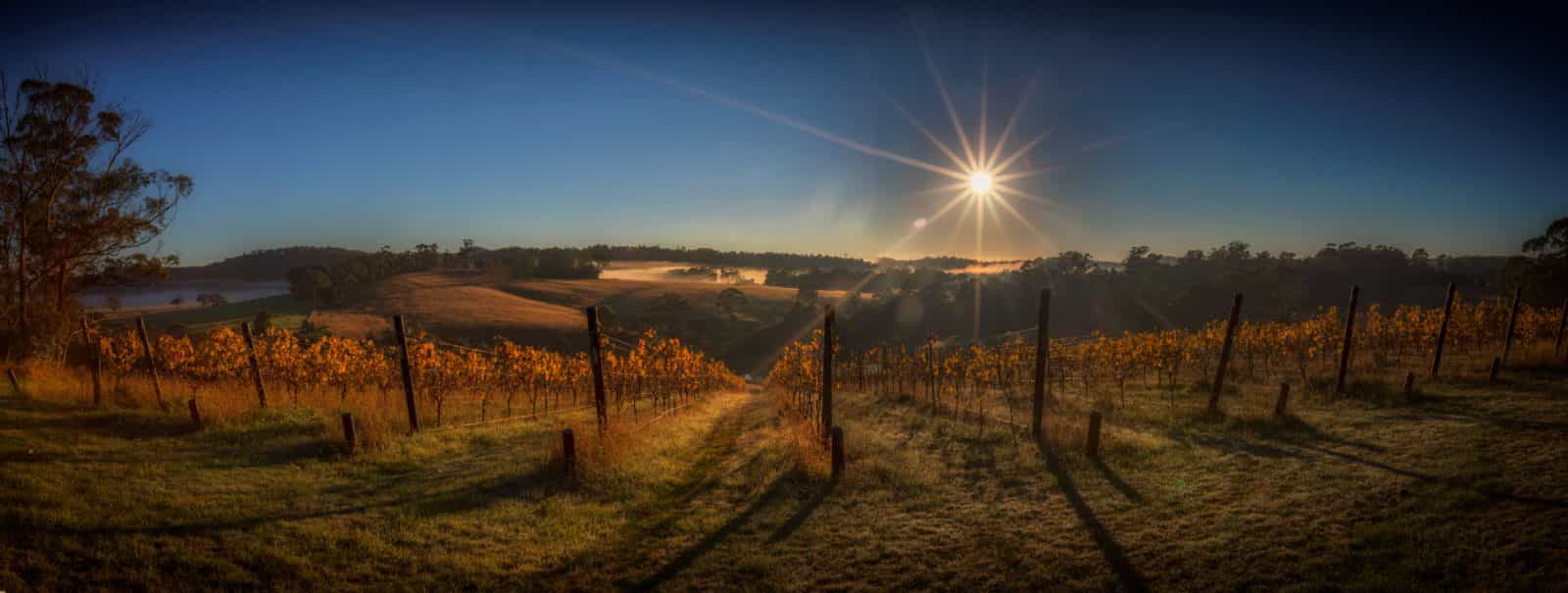 autumn Sunrise over Priory Ridge Vineyard