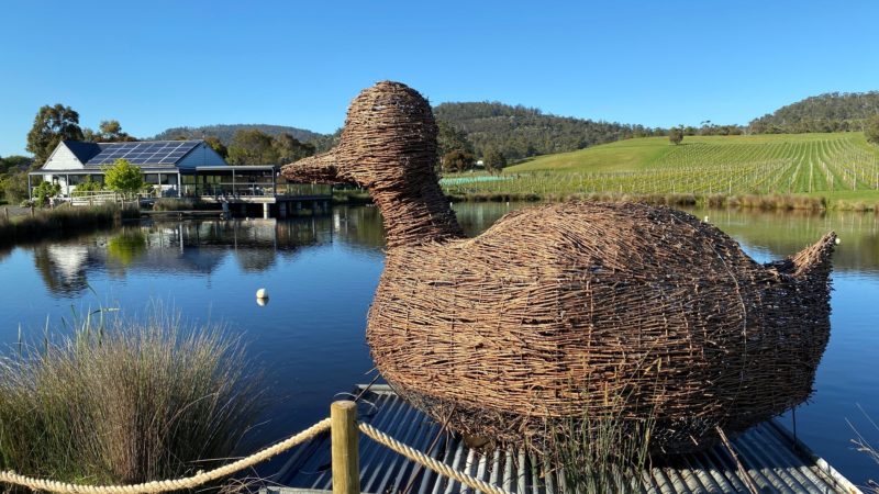 Have a selfie with Morrison our vine woven duck
