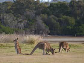 Kangaroos in the Narawntapu National Park