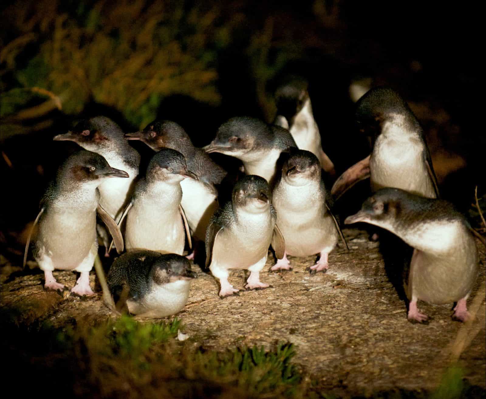 Penguins at dusk