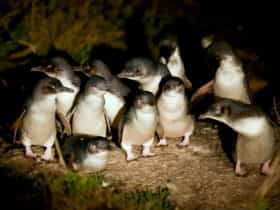 Penguins at dusk