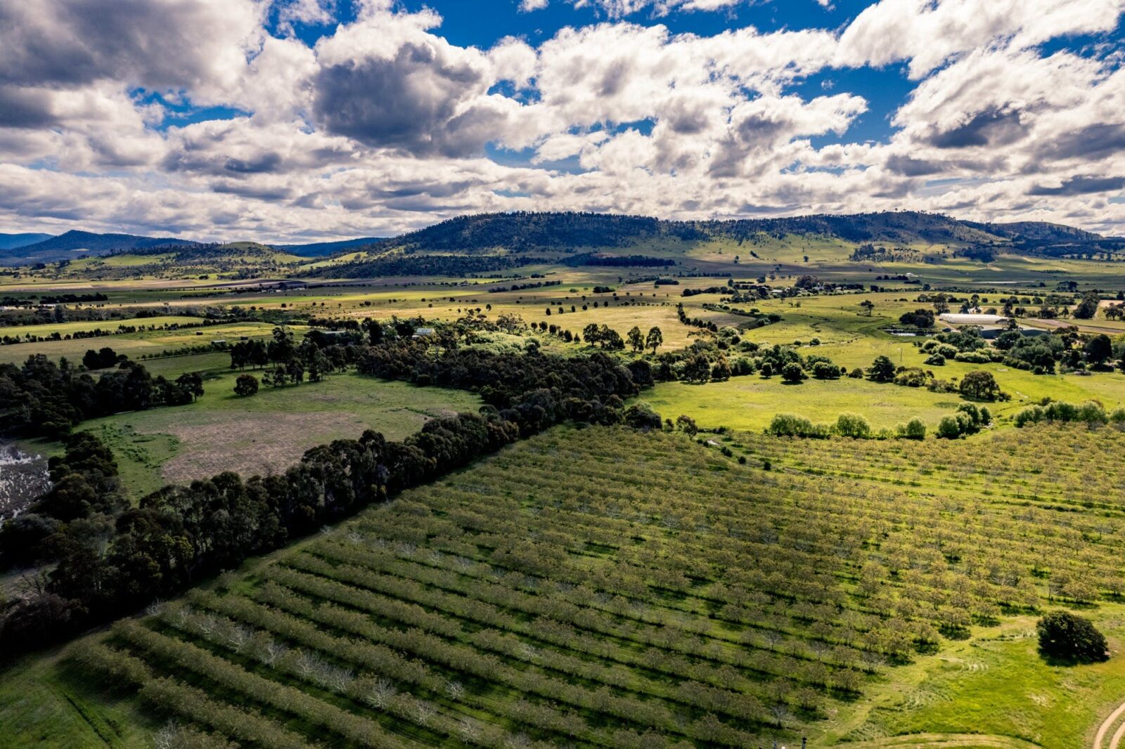 An aerial photo showing rows of walnuts trees and beyond to a very green valley into the distance.