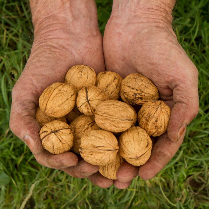 A double handful of walnuts in the shell.