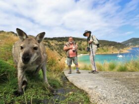 guests and kangaroo tasmania