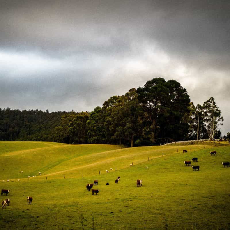 A field of cows