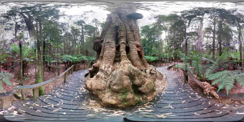 A giant Eucalyptus tree with a bulging base