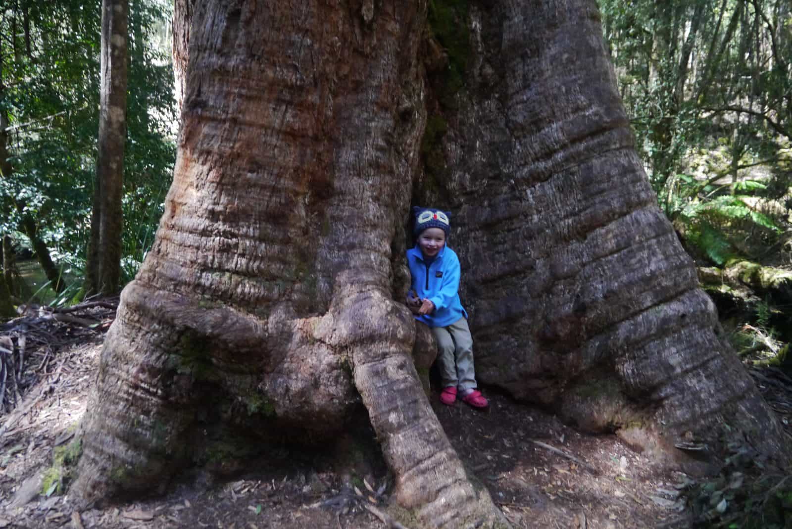 A small boy smiles broadly while hugging a giant tree