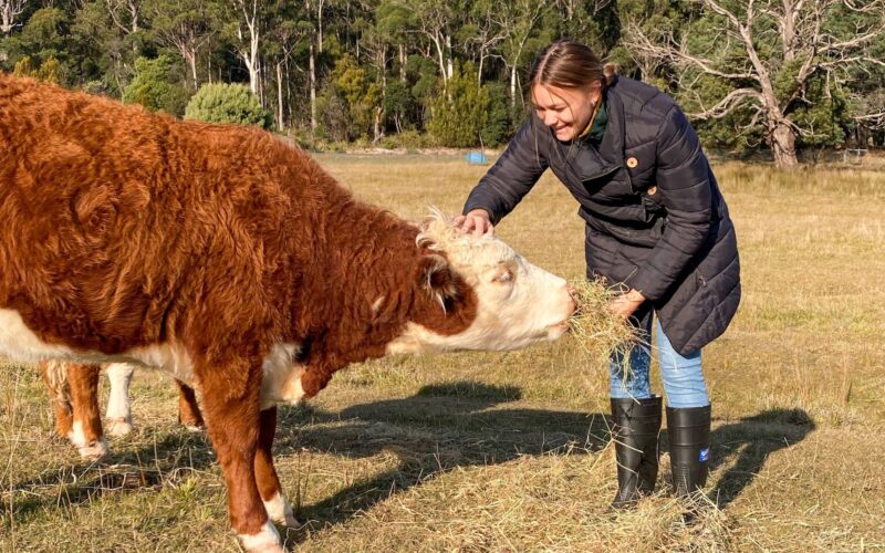 Girl feeding a cow