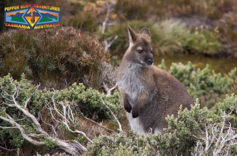 Bennett's wallaby in alpine vegetation