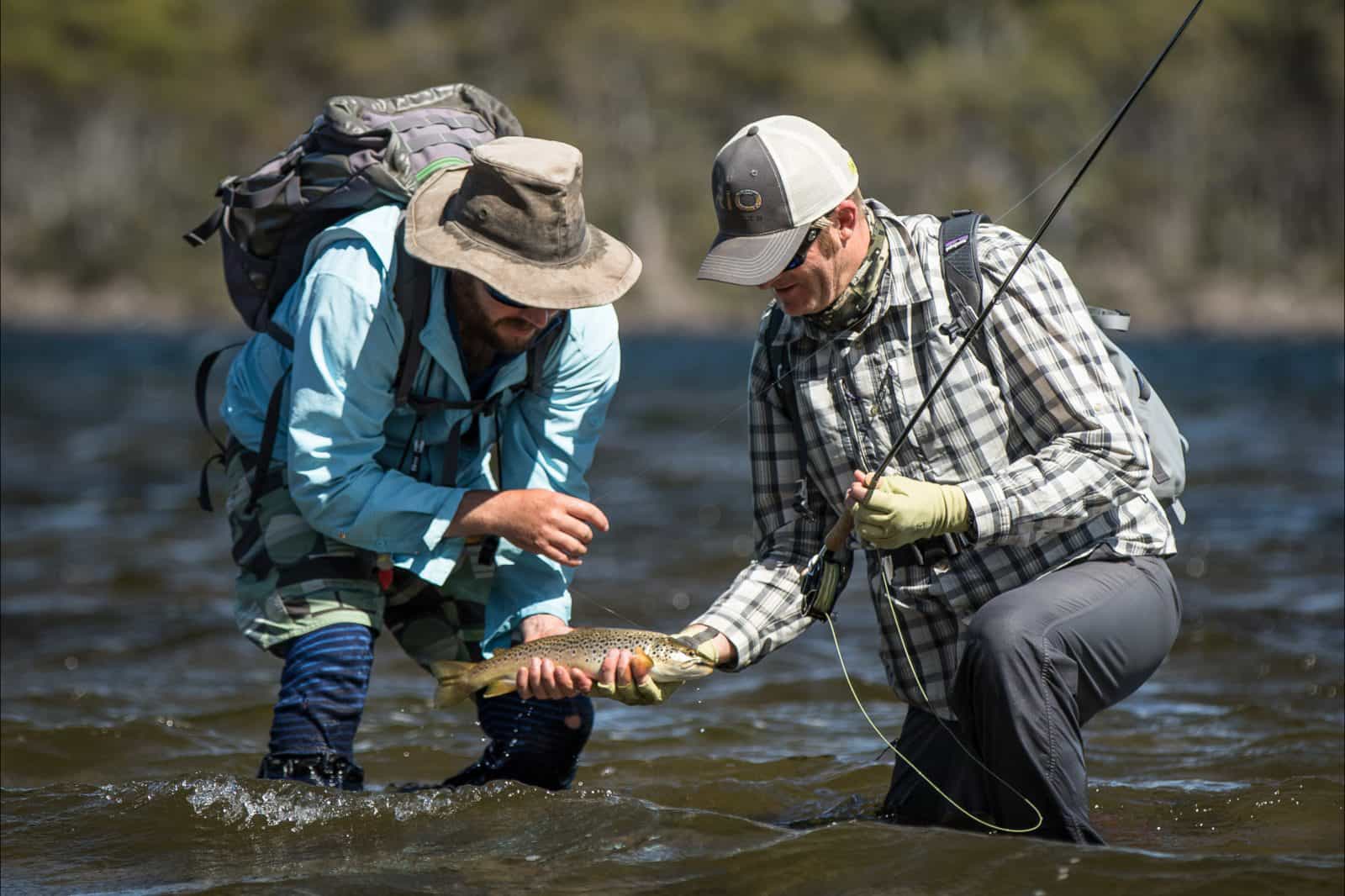 Wild brown trout from Tasmania's wilderness