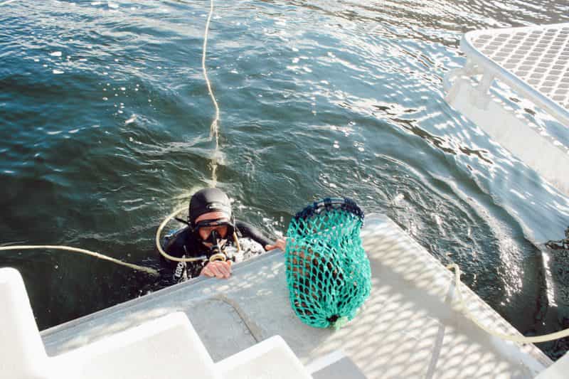 Our skilled divers harvest local Tasmanian Urchin and Periwinkles to sample onboard