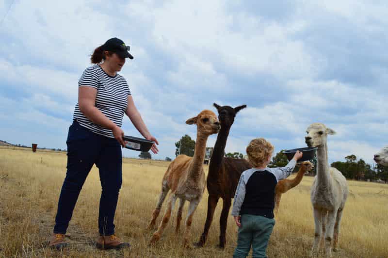 Lad and child feeding alpacas