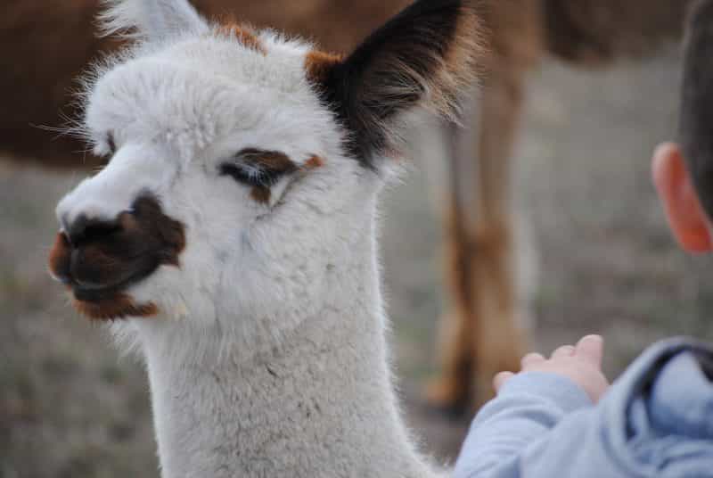 Picture of a alpaca close up