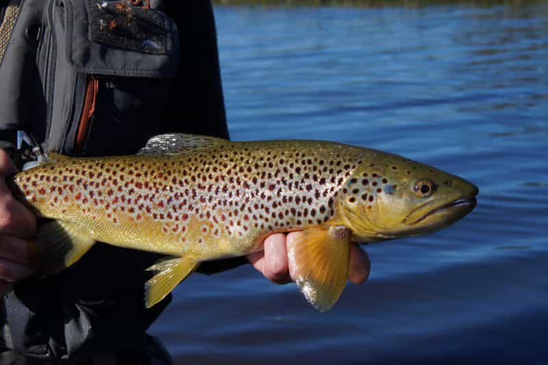 Wild Tasmanian brown trout