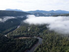 Drone image of river snaking through rainforest