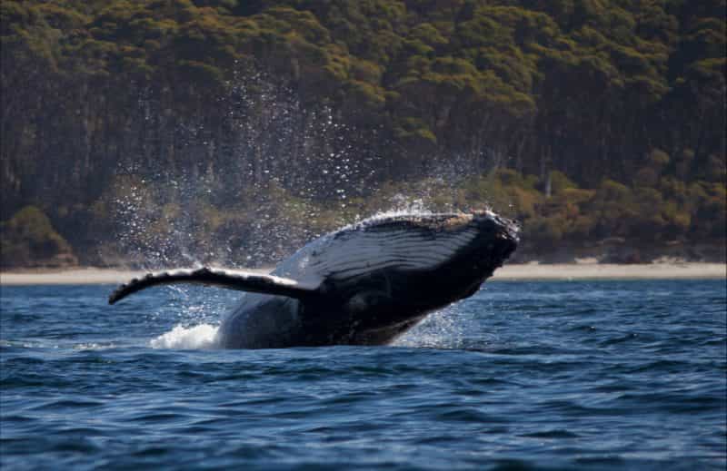 Humpback Whale Calf breaching